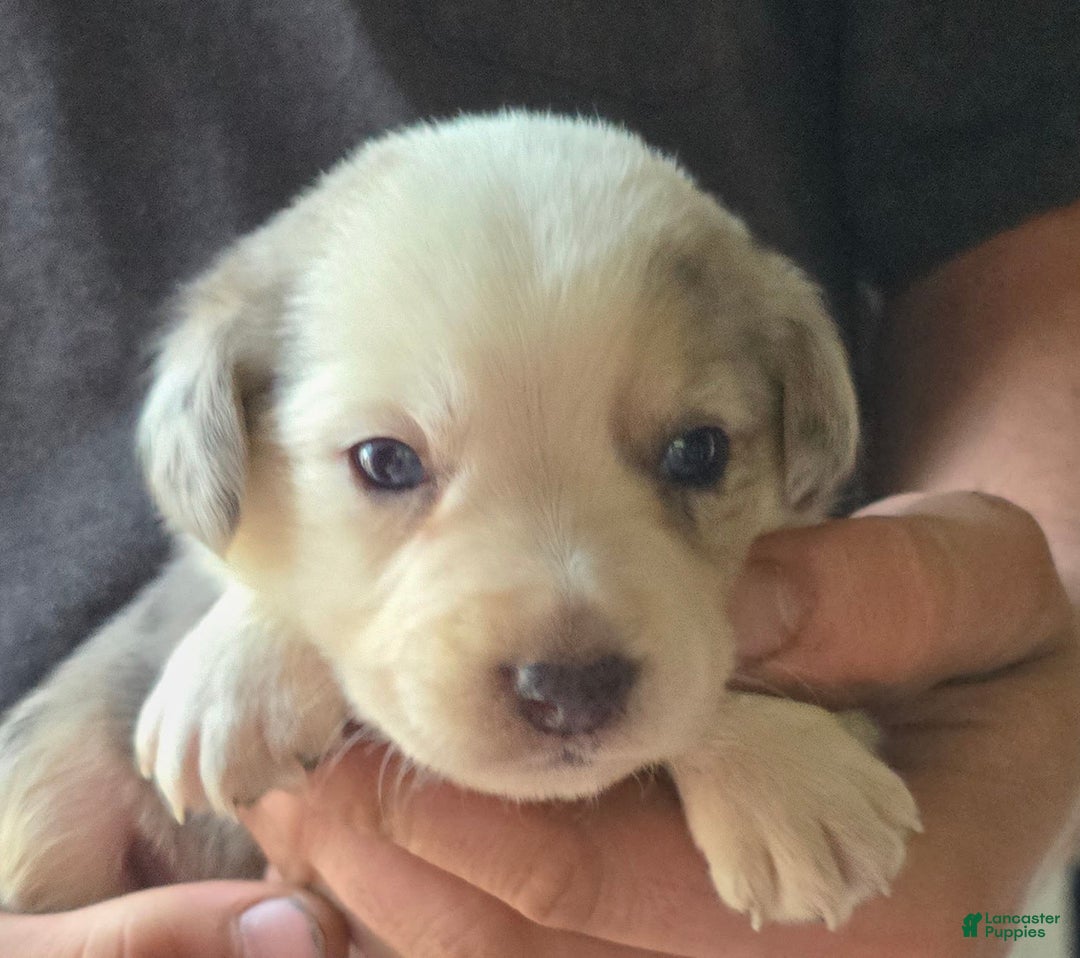 Miniature Australian Shepherd dogs for sale: Landon - Image 6
