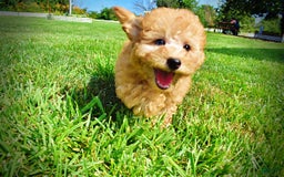 Havapoo dogs for sale: Ember - Image 14