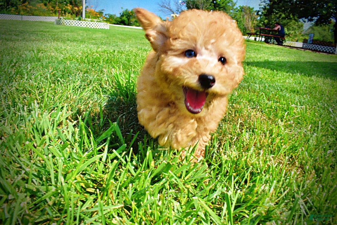 Havapoo dogs for sale: Ember - Image 14