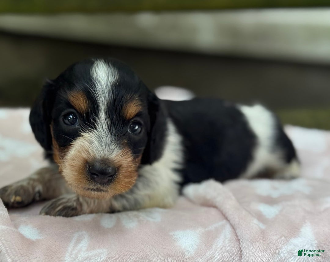 Miniature Dachshund dogs for sale: Daisy - Image 3