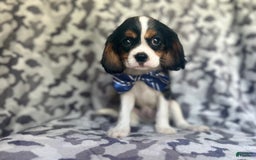 Cavalier King Charles Spaniel dogs for sale: Beans - Image 1