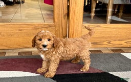 Cavapoo dogs for sale: Perry F1b - Image 4