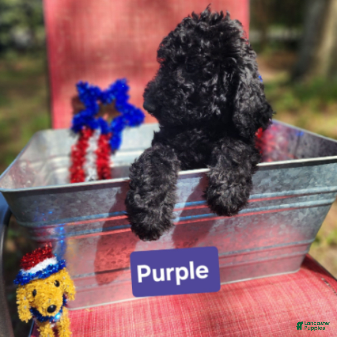 Goldendoodle dogs for sale: Lola - Image 2