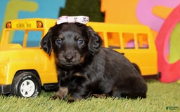 Dachshund dogs for sale: Iris - Image 4