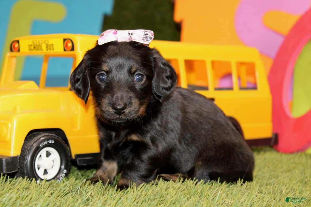 Dachshund dogs for sale: Iris - Image 4
