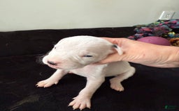 Dogo Argentino dogs for sale: M3 - Image 3