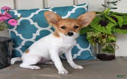 Papillon dogs for sale: Melody - Image 8