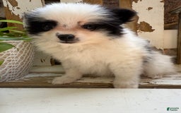 Pomeranian dogs for sale: Bear - Image 2