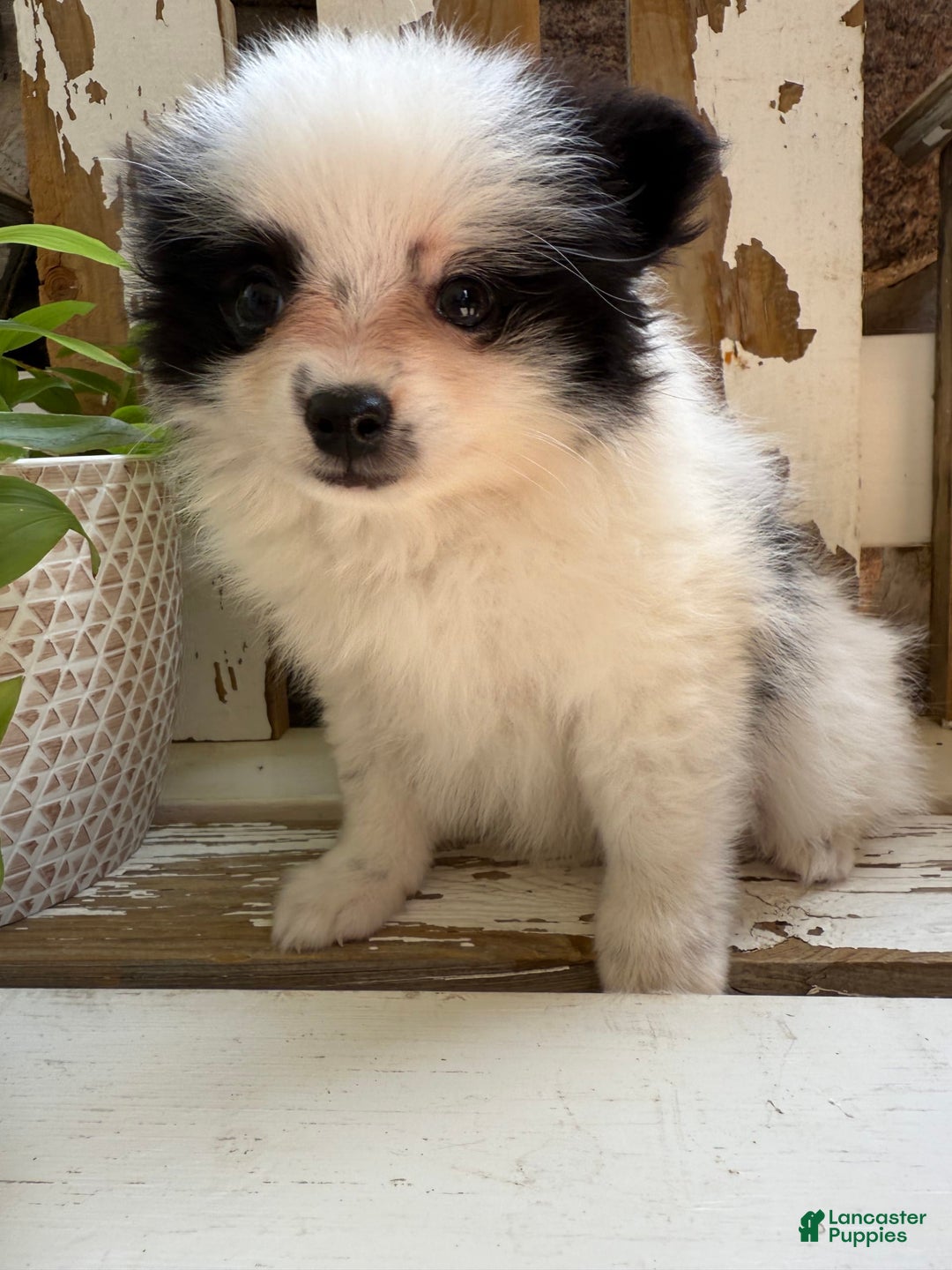 Pomeranian dogs for sale: Bear - Image 2