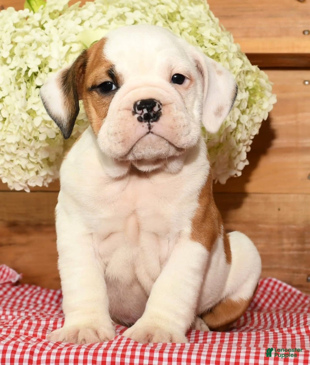 Beabull dogs for sale: Carson - Image 8