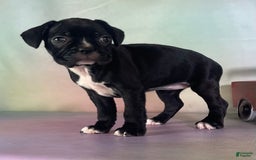 Frenchton dogs for sale: Carrie Dna Clear - Image 4