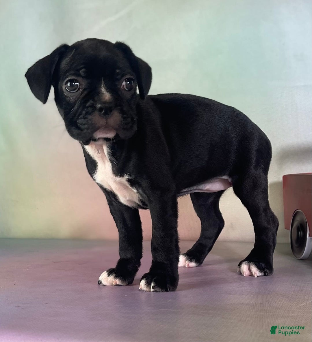 Frenchton dogs for sale: Carrie Dna Clear - Image 4