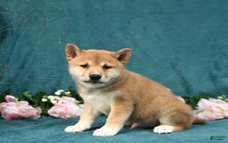 Shiba Inu dogs for sale: Elliot - Image 2