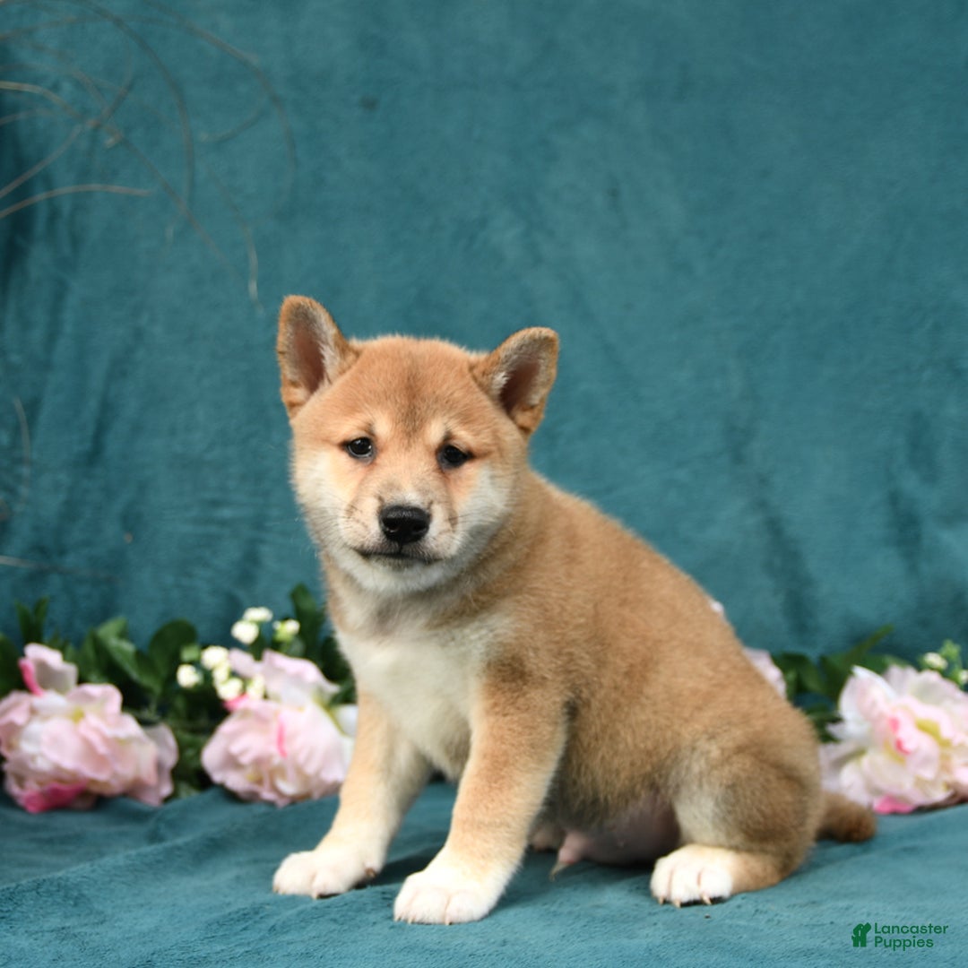 Shiba Inu dogs for sale: Elliot - Image 2