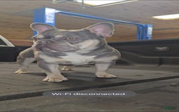 French Bulldog dogs for sale: Rolex - Image 15