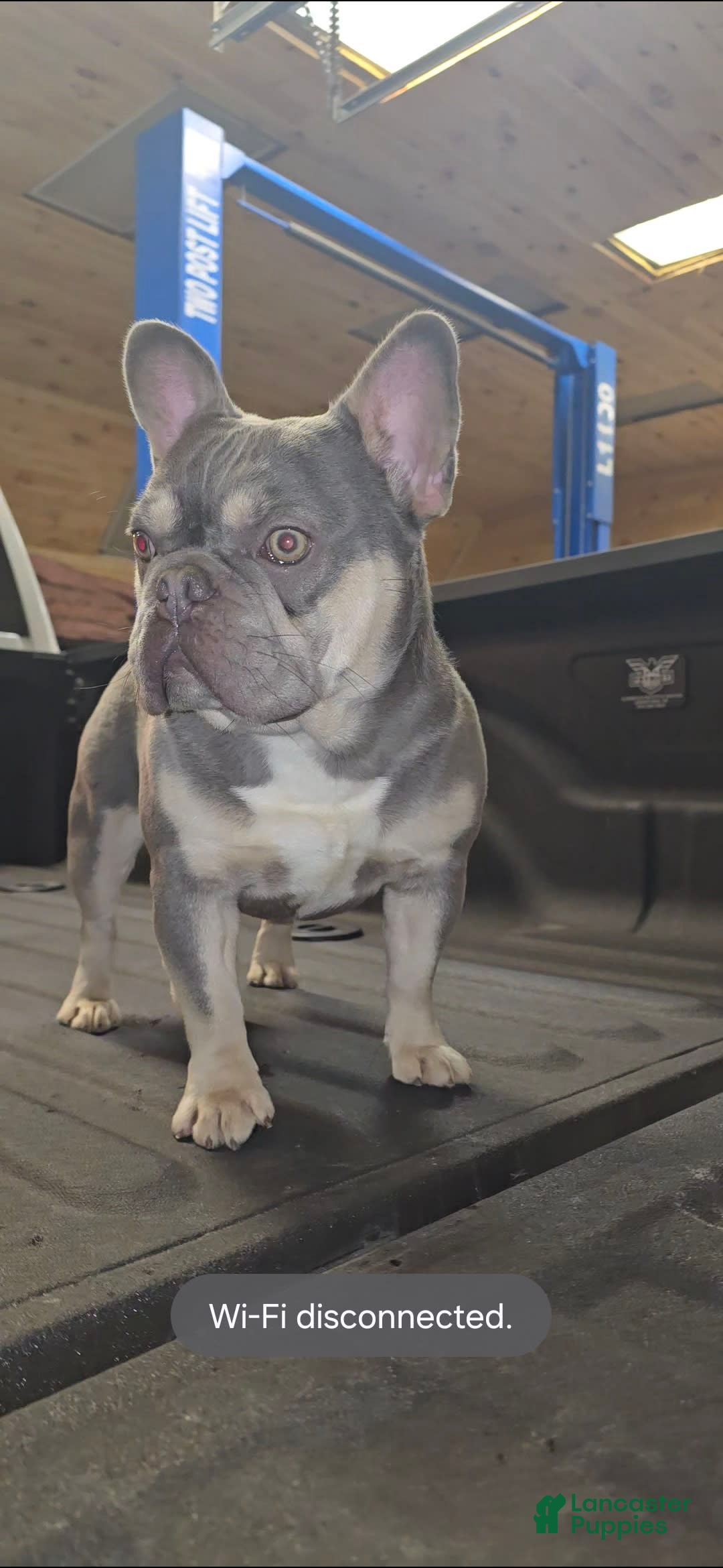 French Bulldog dogs for sale: Rolex - Image 15