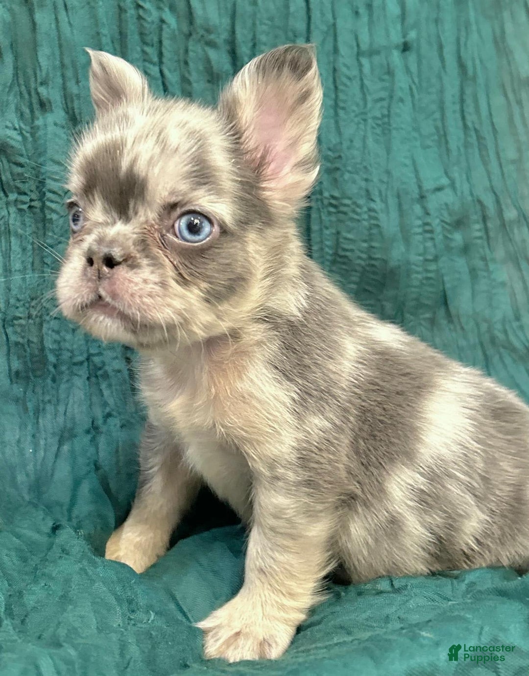 French Bulldog dogs for sale: Fluffy French Bulldog - Image 1