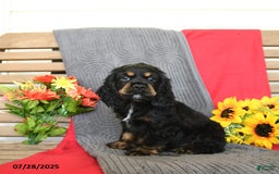 Cocker Spaniel dogs for sale: Pepper - Image 10