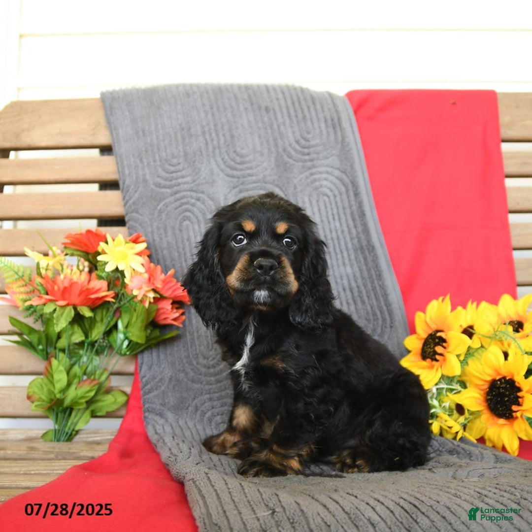 Cocker Spaniel dogs for sale: Pepper - Image 10
