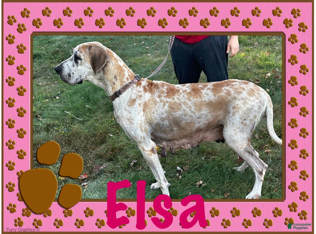 Great Dane dogs for sale: Doodle - Image 12