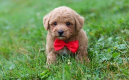 Maltipoo dogs for sale: Shiloh - Image 9