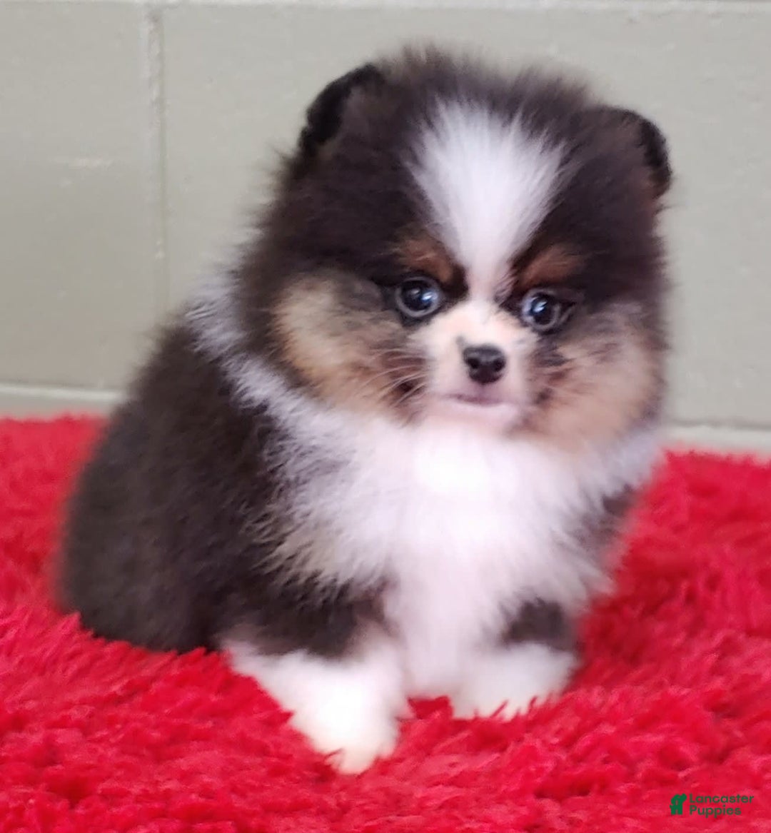 Pomeranian dogs for sale: Tux - Image 3