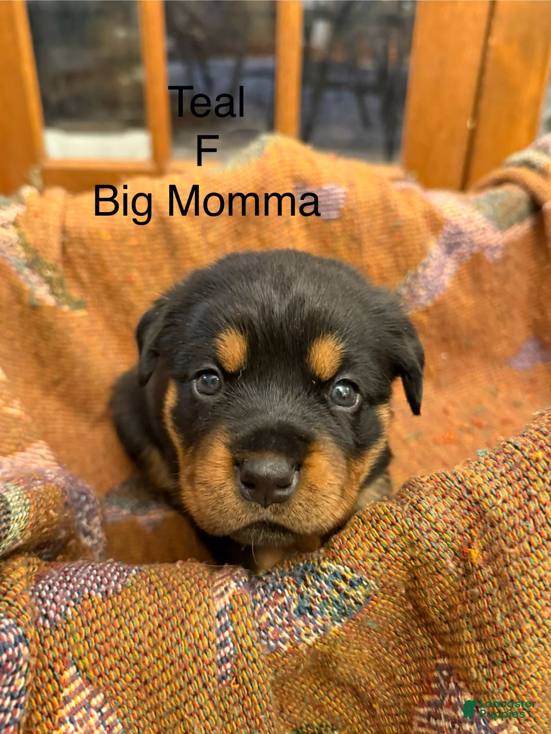Rottweiler dogs for sale: Big Momma - Image 7