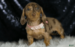Miniature Dachshund dogs for sale: Karey - Image 1