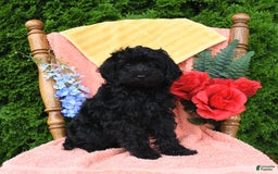 Miniature Poodle dogs for sale: Opal - Image 19