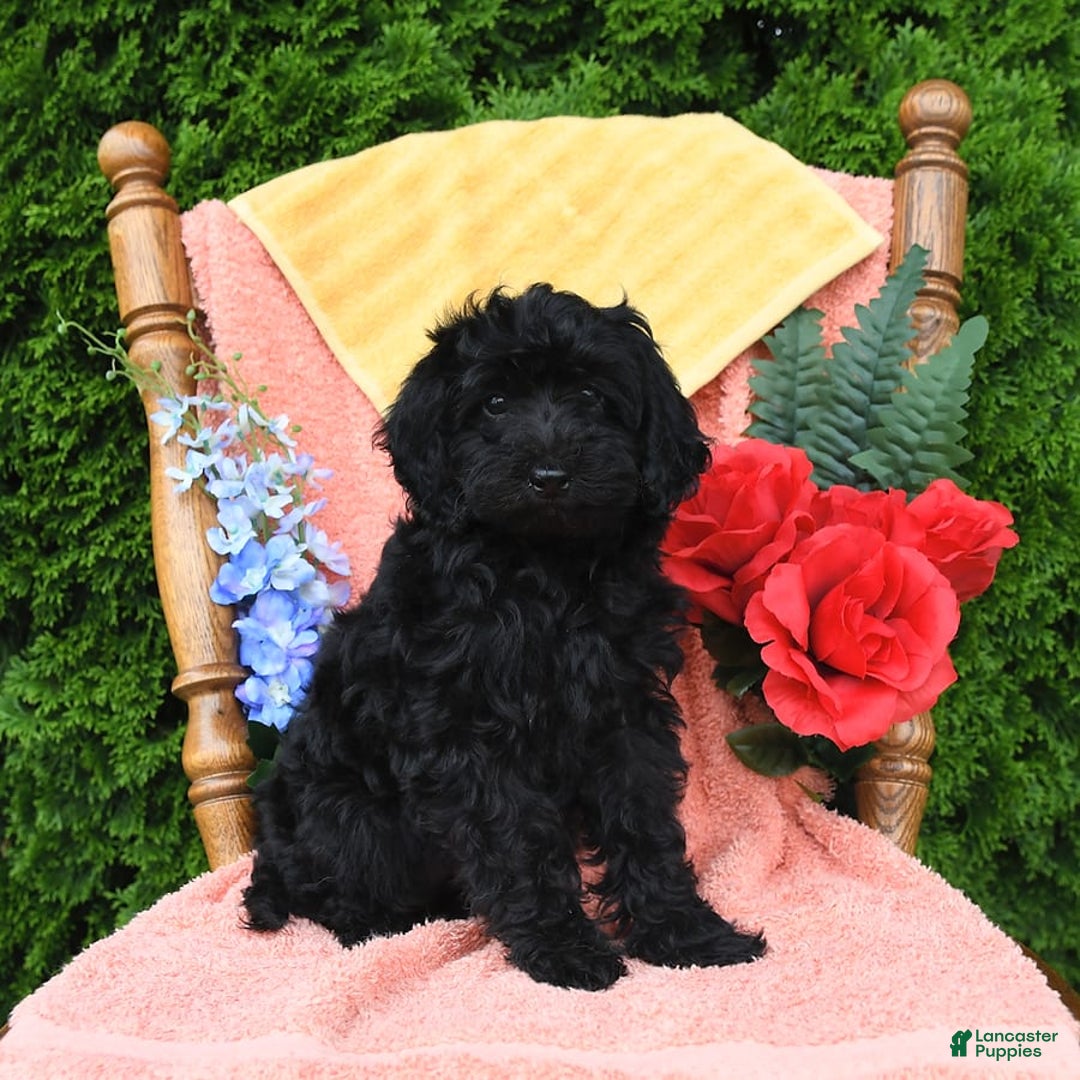 Miniature Poodle dogs for sale: Opal - Image 19