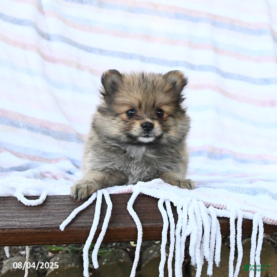Pomeranian dogs for sale: Cinnamon - Image 2