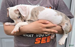 Staffordshire Bull Terrier dogs for sale: Hawks Flash - Image 1