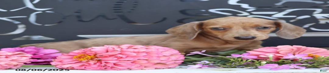 Lacey