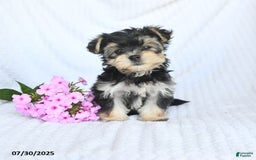 Morkie dogs for sale: Maisy - Image 4