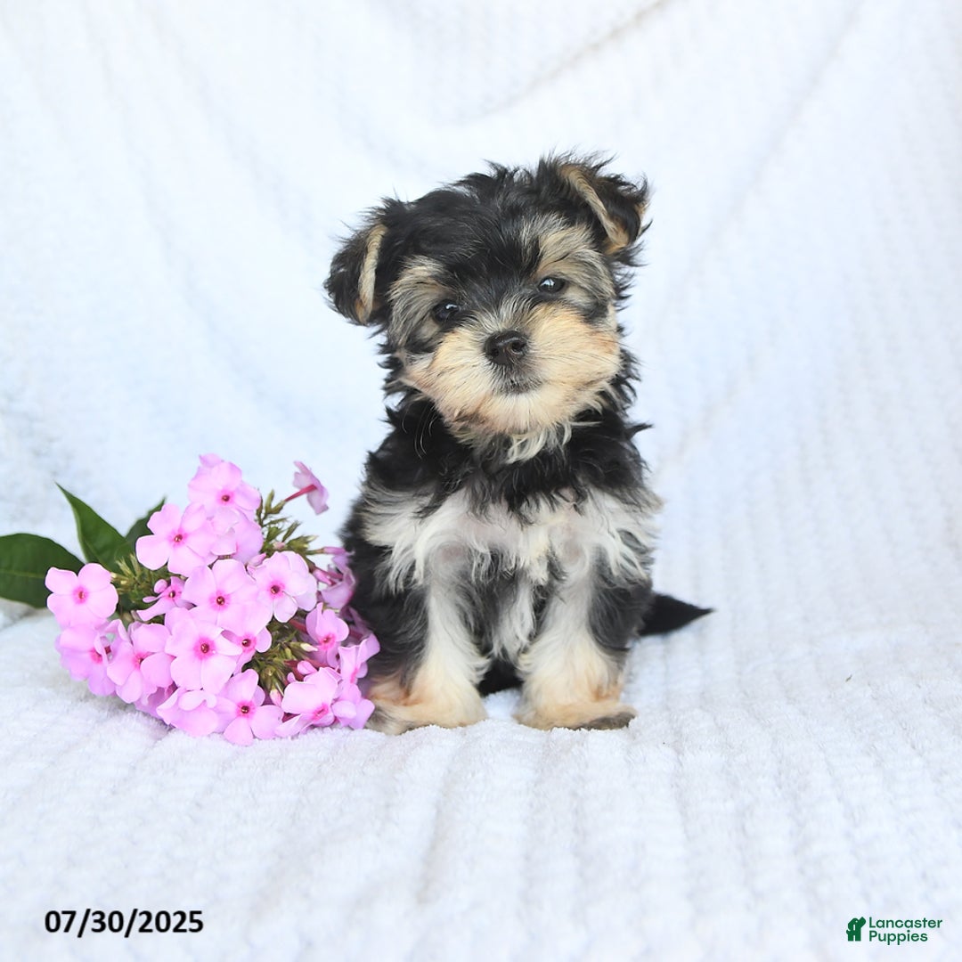 Morkie dogs for sale: Maisy - Image 4