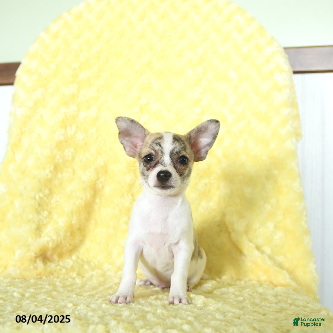 Chihuahua dogs for sale: Oreo - Image 3