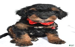 Cavapoo dogs for sale: Bubba - Image 4