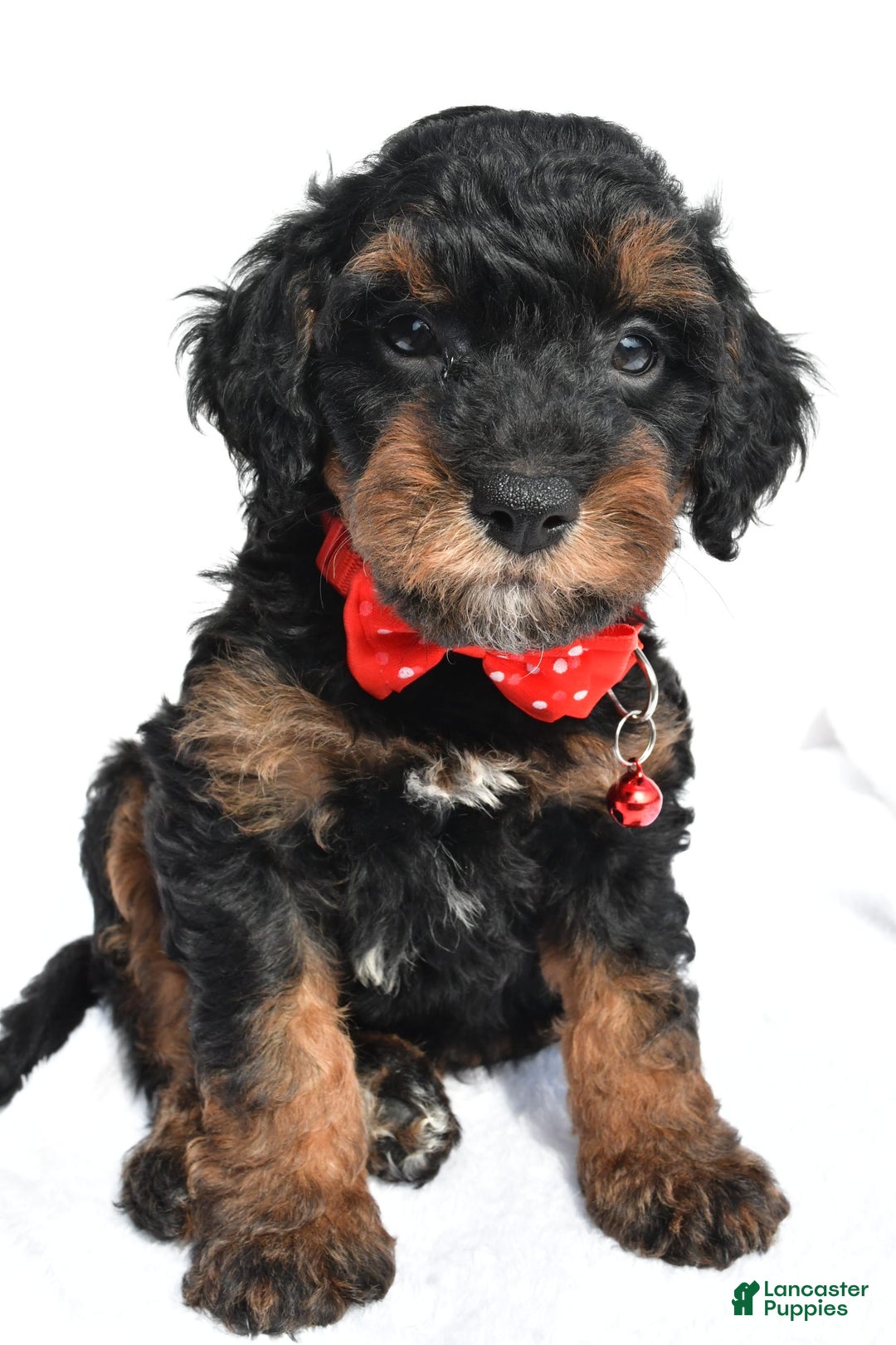Cavapoo dogs for sale: Bubba - Image 4
