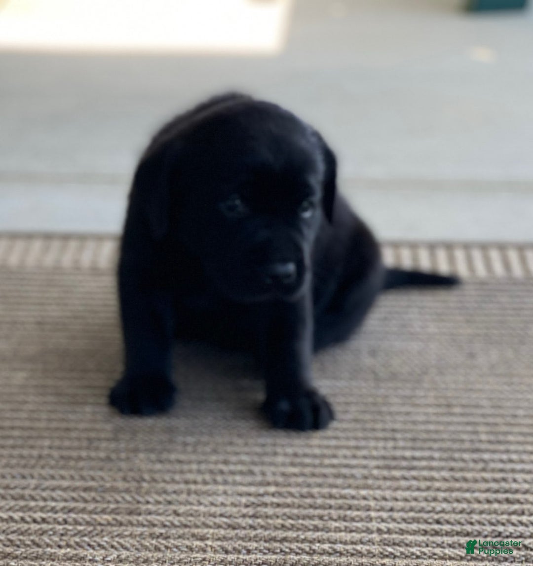 Labrador Retriever dogs for sale: Cooper - Image 2
