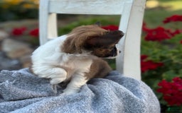 Chihuahua dogs for sale: Seraphina - Image 7