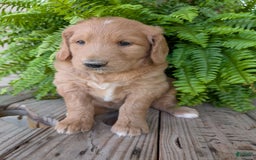 Goldendoodle dogs for sale: Bella - Image 5