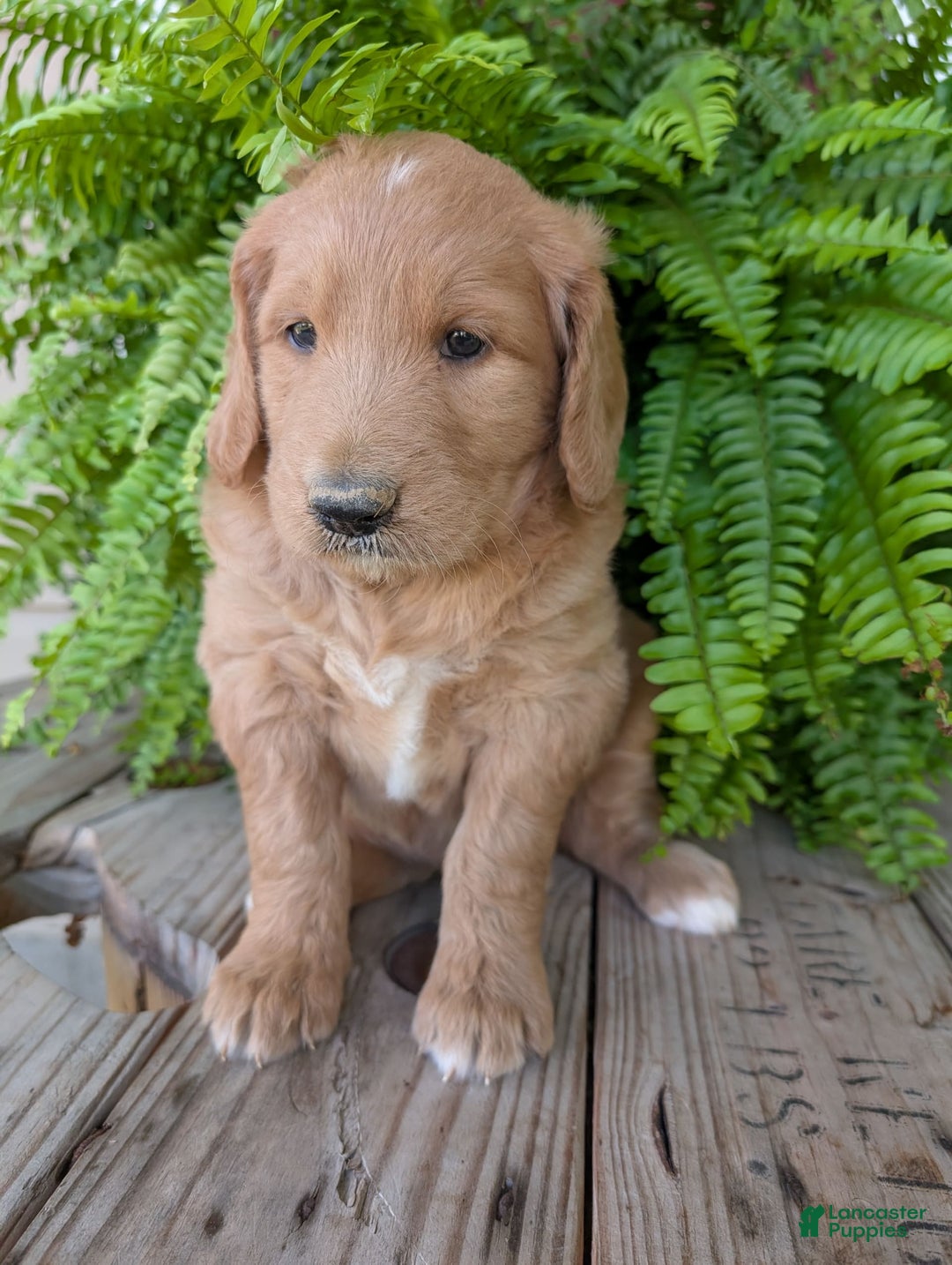Goldendoodle dogs for sale: Bella - Image 5