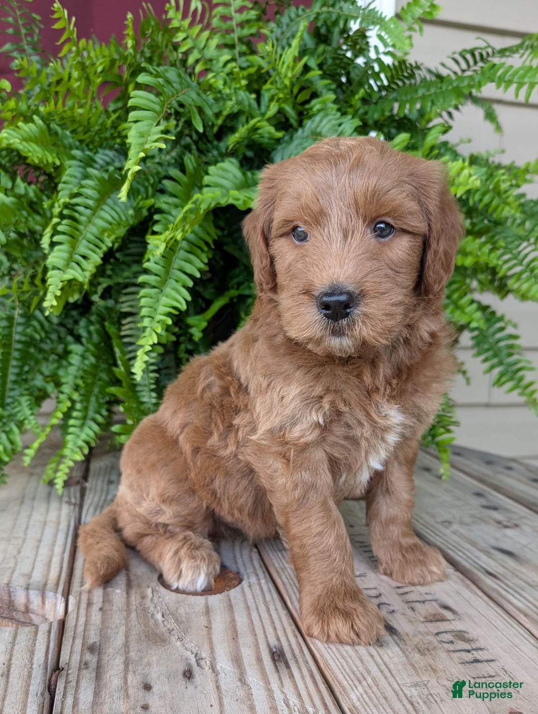 Goldendoodle dogs for sale: Cash - Image 31