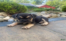 French Bulldog dogs for sale: Roscoe - Image 7