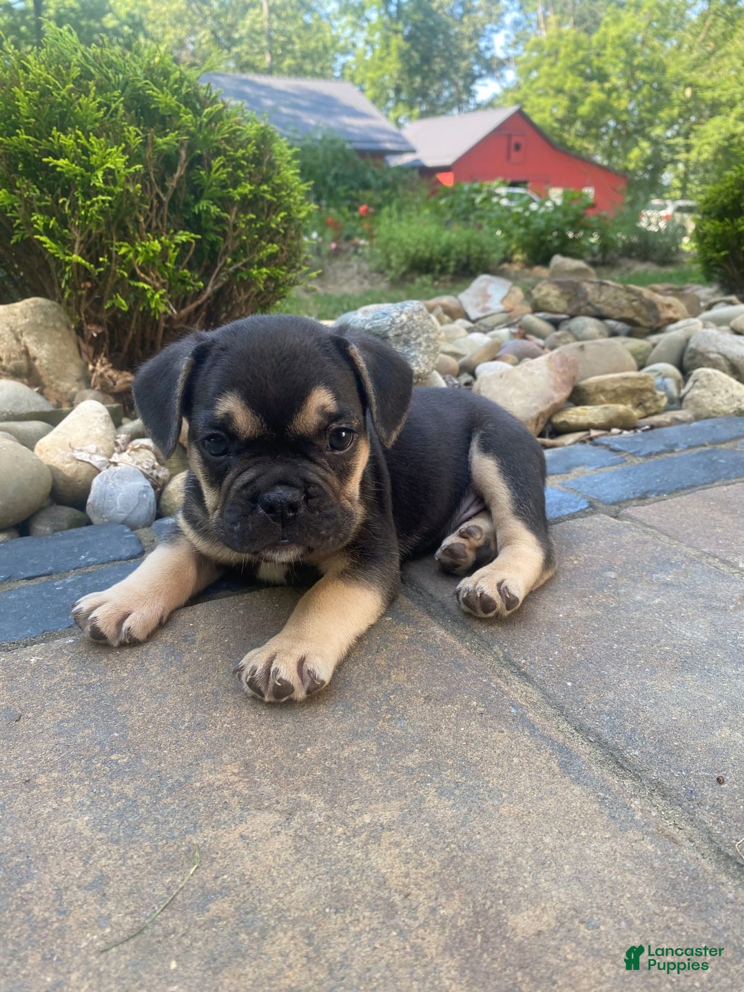 French Bulldog dogs for sale: Roscoe - Image 7