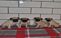 Pug dogs for sale: Chloe - Image 2