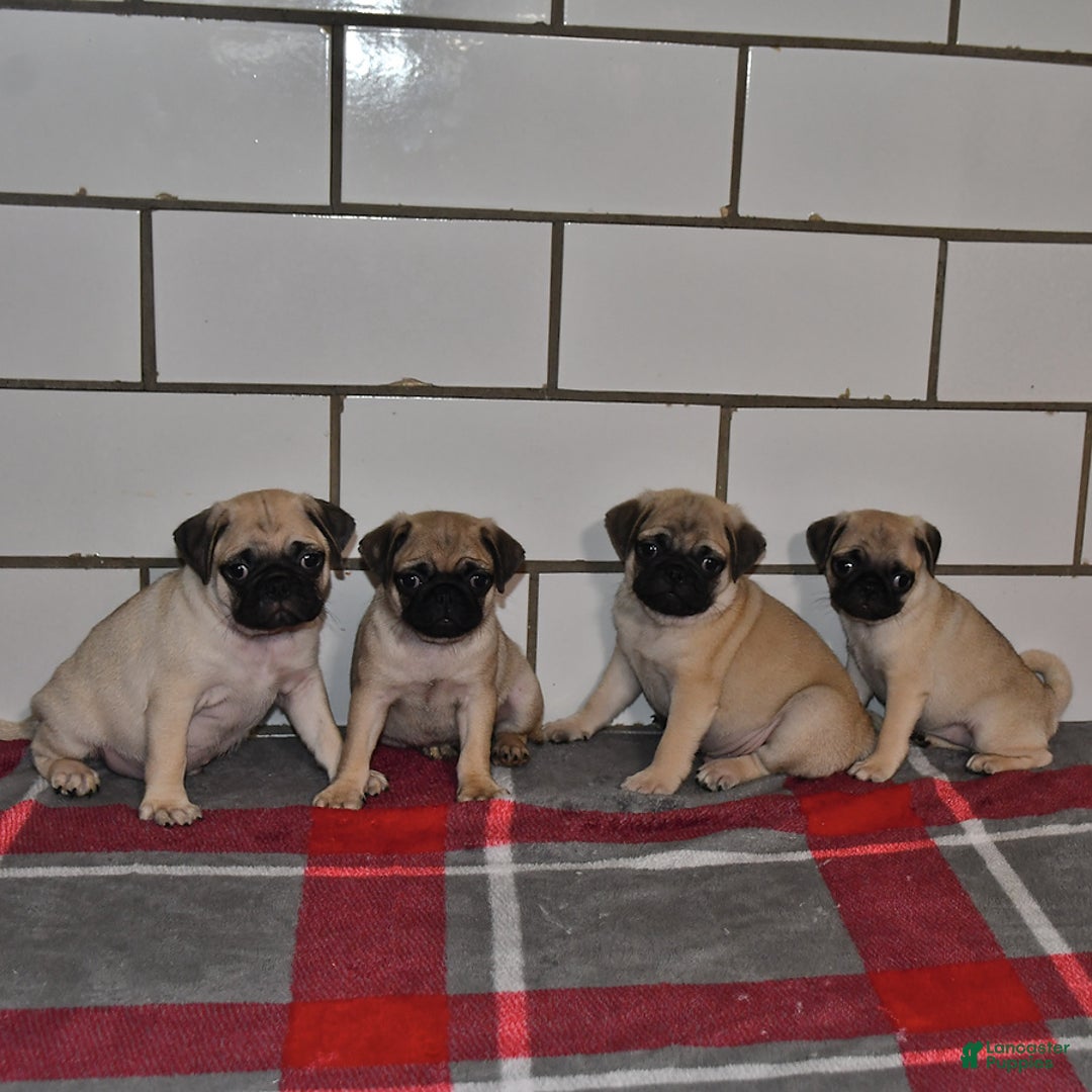 Pug dogs for sale: Chloe - Image 2