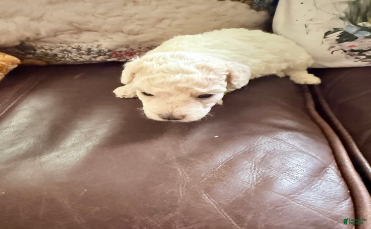 Maltipoo dogs - Advert 5