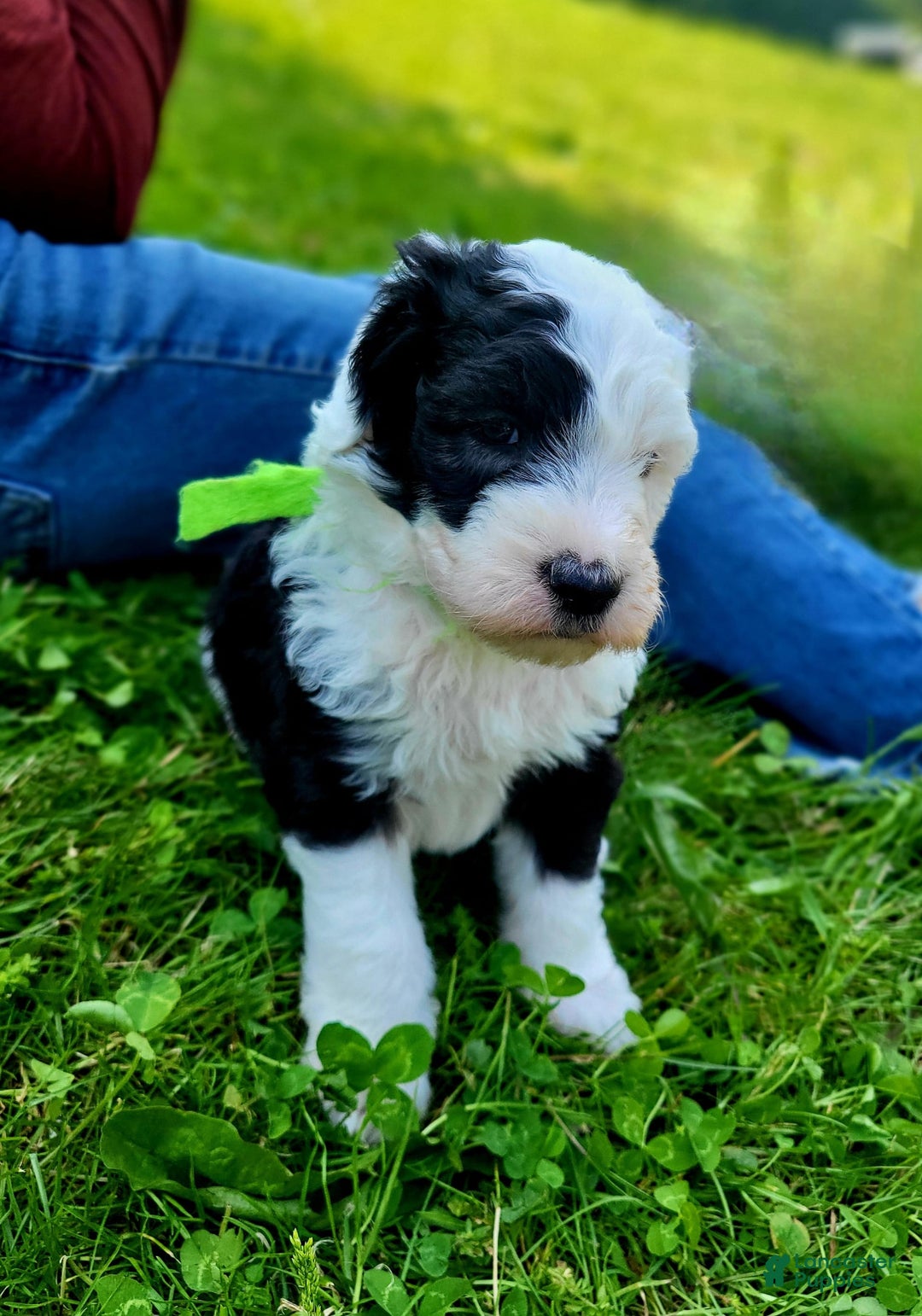 Old English Sheepdog dogs for sale: Clover - Image 1