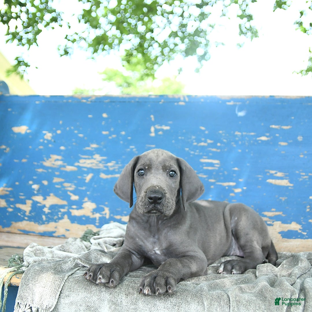 Great Dane dogs for sale: Dove - Image 2